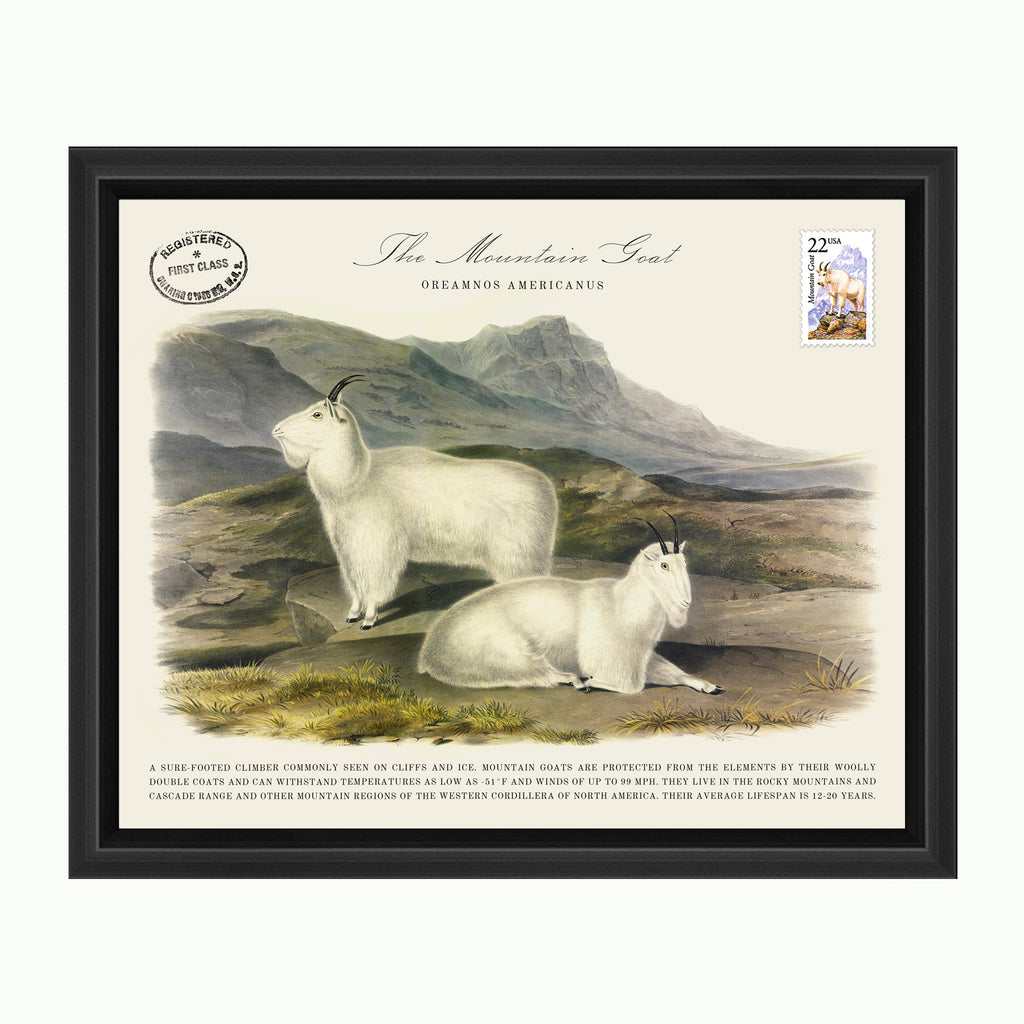 La cabra montesa-Arte-Montana Arts & Home