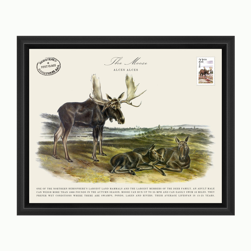 The Moose-Art-Montana Arte y Hogar