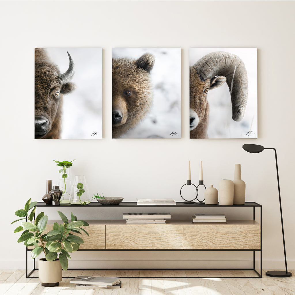Fotografía vertical de bisontes,osos,ovejas de cuernos grandes