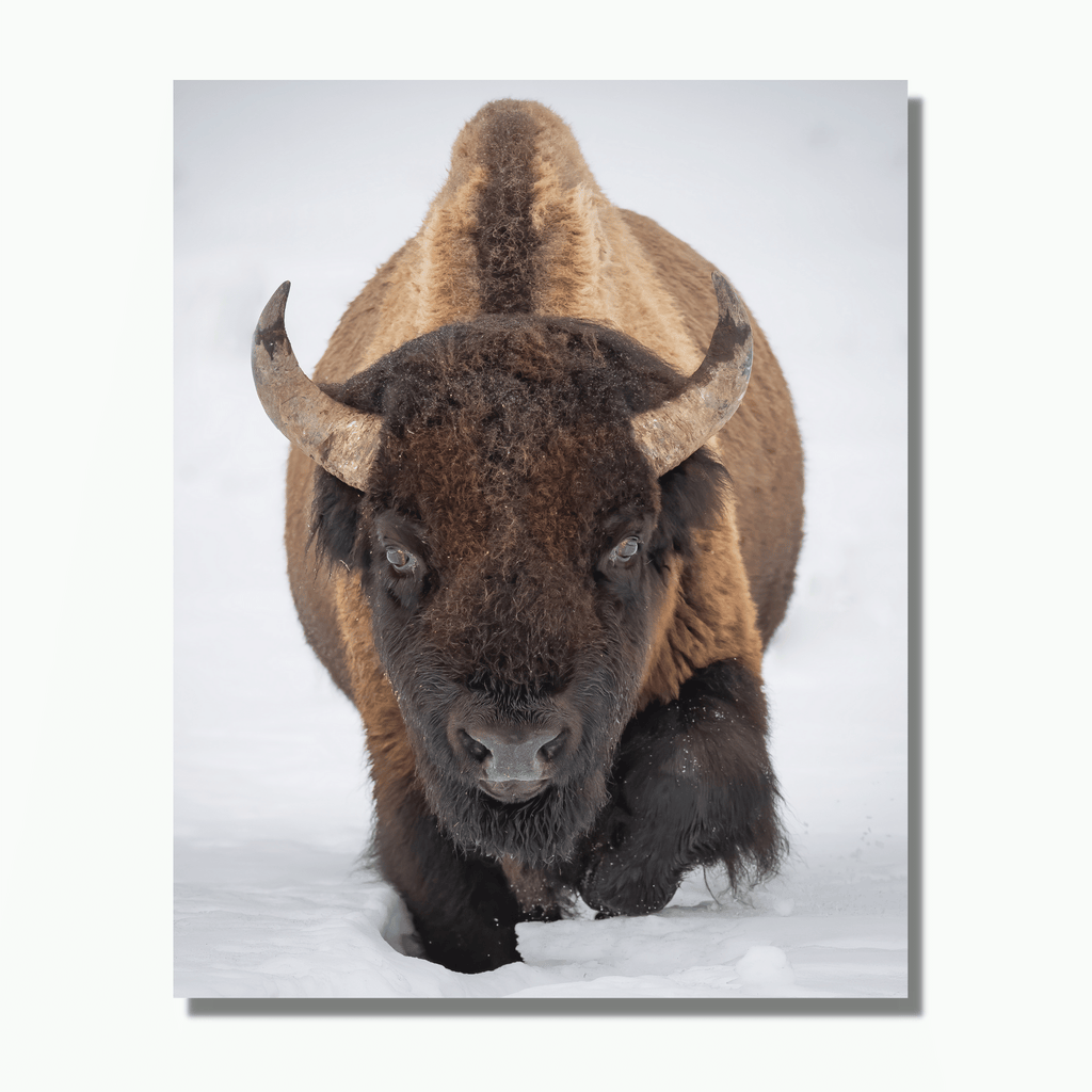 Fotografía de bisonte en Yellowstone